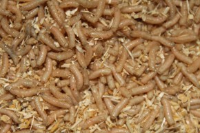 FTM Pinkys klein - Dose 40cm³