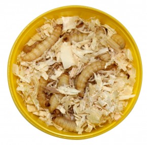 FTM Bienenmaden - Dose