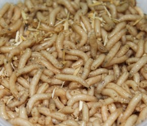 FTM Maden groß - Dose 40cm³